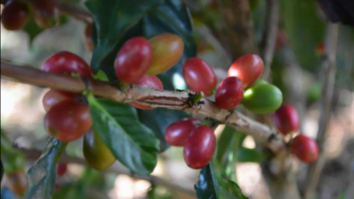 Umami Coffee Camp goes to Honduras